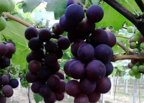 葡萄适合什么地方种植