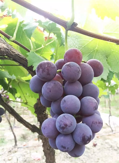 葡萄适合哪个时候种植