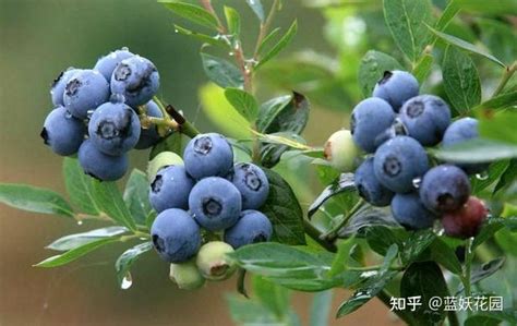 蓝莓几月份种植最好南方