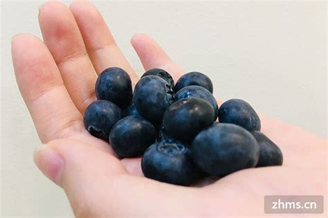 蓝莓李果到底是什么