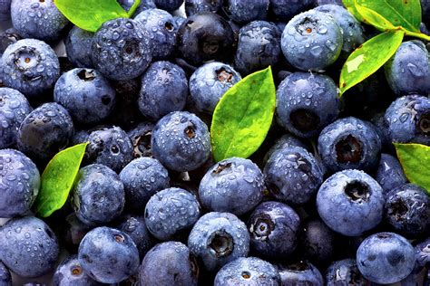 蓝莓的栽种方法