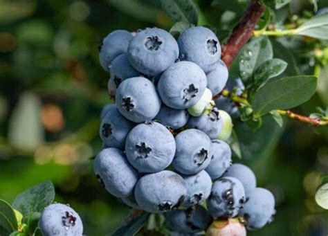 蓝莓种植时间几月份