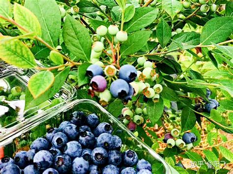 蓝莓能不能在庭院种植