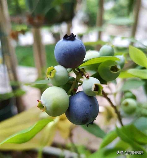 蓝莓自己家里可以种植吗