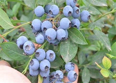 蓝莓适合什么时候种植