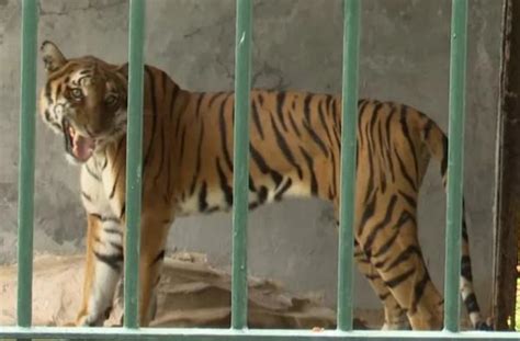 虎虎虎动物园回应老虎挨饿