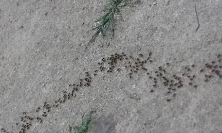 蚂蚁觅食的启示作文