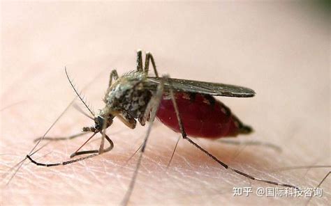 蚊子上了40度就失去吸血功能