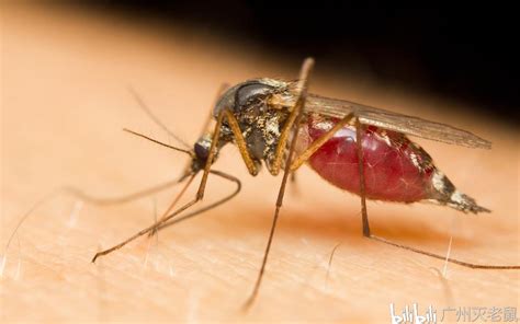 蚊子可以受得了高温吗