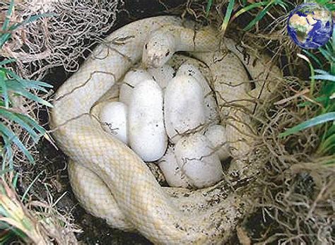 蛇王产下蛇卵的女人