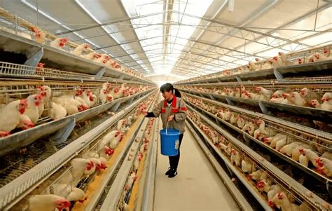 蛋鸡养殖场设施设备清单