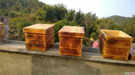 蜂箱怎么放才能引来蜜蜂