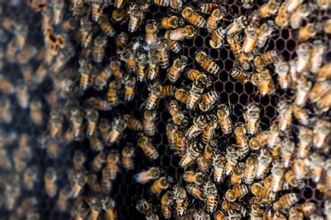 蜂蜜被蜂群袭击完整版