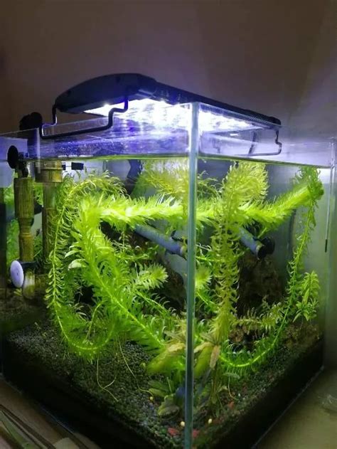 蜈蚣草怎么养在鱼缸里