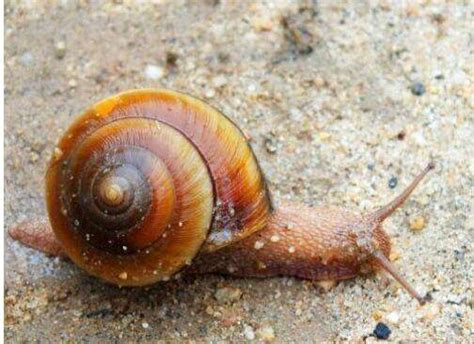 蜗牛吃什么才能养活