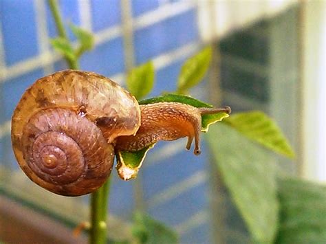 蜗牛吃什么食物才会怀孕