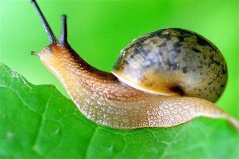 蜗牛是节肢动物吗