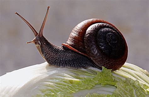 蜗牛营养和功效与作用