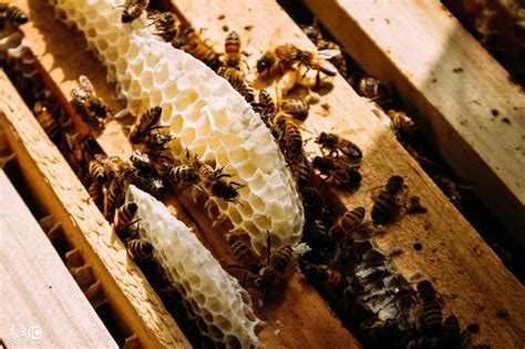蜜蜂养殖技术蜂部落