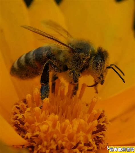 蜜蜂品质和精神