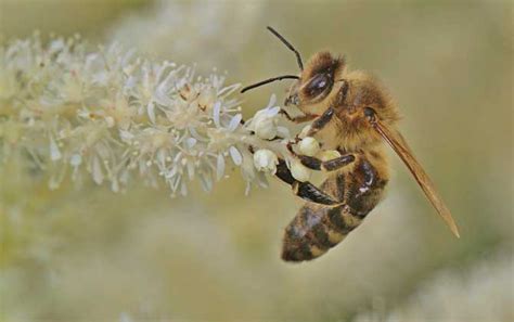 蜜蜂是什么精神