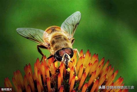 蜜蜂比喻哪些职业人