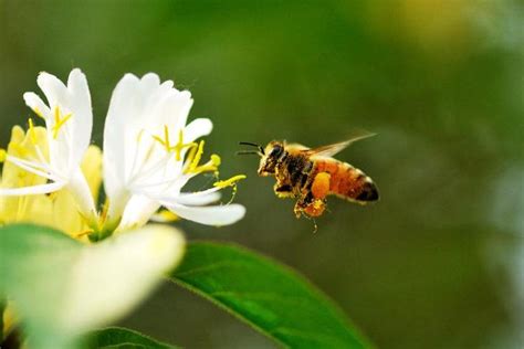 蜜蜂绕着人飞代表什么