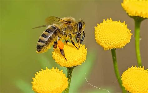 蜜蜂采多少朵花才能酿一滴蜜