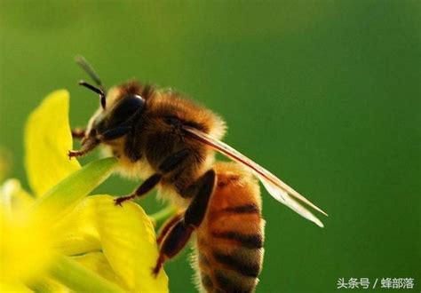 蜜蜂高产繁殖方法