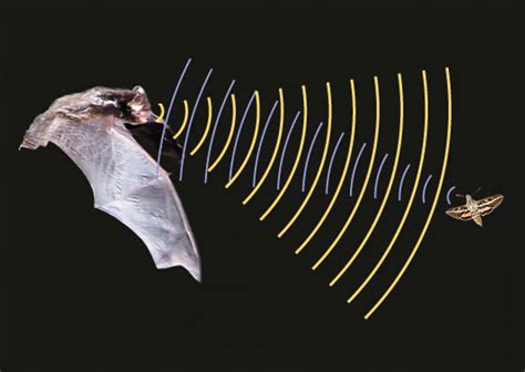 蝙蝠从什么地方发出的超声波