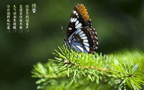 蝴蝶中文网站