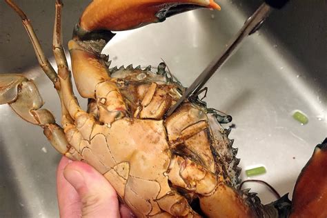 螃蟹的清洗方法