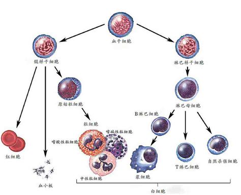 血细胞分类图片