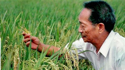 袁隆平团队在内蒙古试种海水稻视频