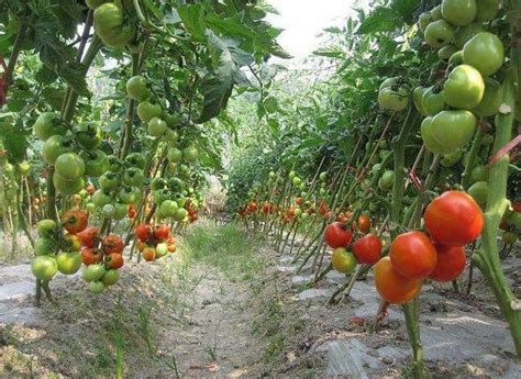 西红柿露地栽培方法