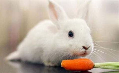 观察小兔子的特点作文