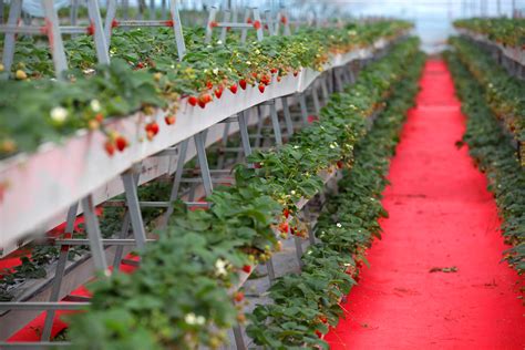 规模化种植草莓