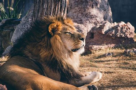 解梦梦见狮子