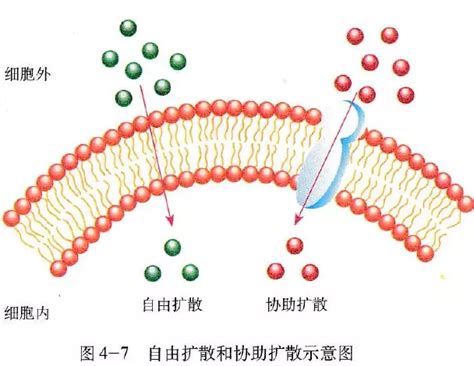解释细胞膜的物质跨膜转运机制