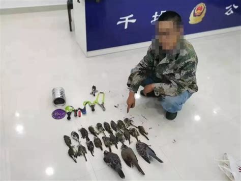 警方发现700只鸟
