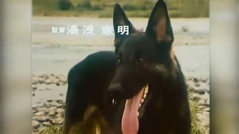 警犬卡尔高清国语完整版
