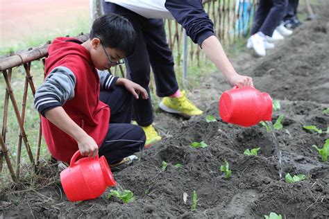 让孩子可以自己种植蔬菜