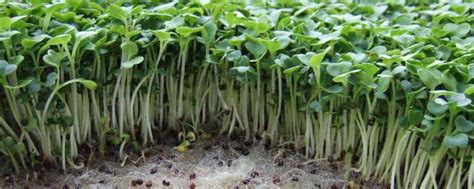 豆苗的种植方法在地上的