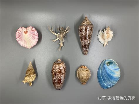 贝壳常见的有多少种