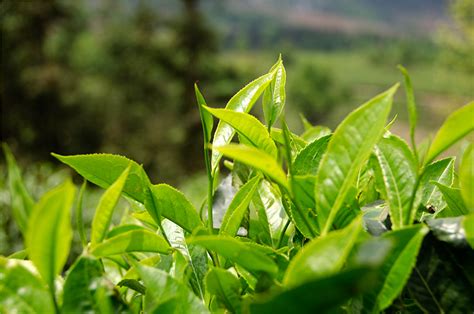 贵州茶叶品牌招商加盟生产