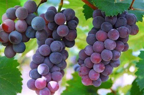 贵州适合种植哪个品种的葡萄