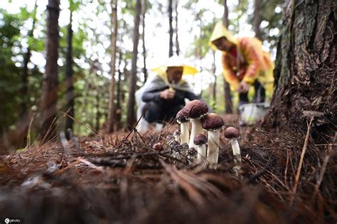 贵州野生香菇种植技术
