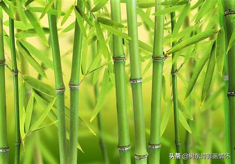 赞美竹子品质的名言