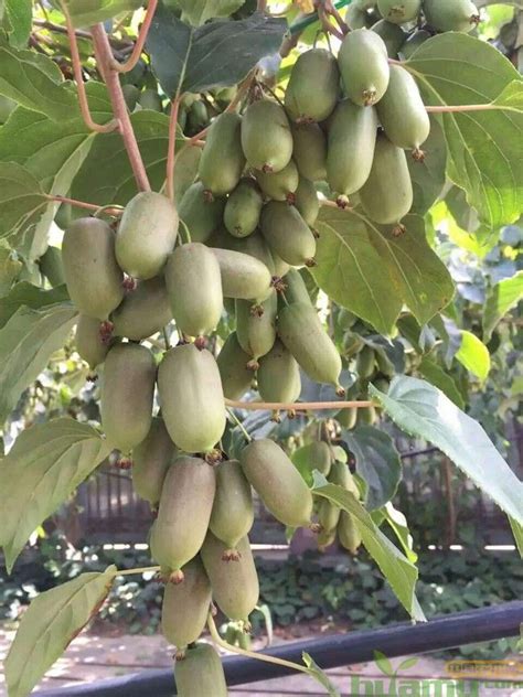 软枣猕猴桃适合几月份种植