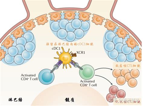 辅助性t细胞的细胞因子作用